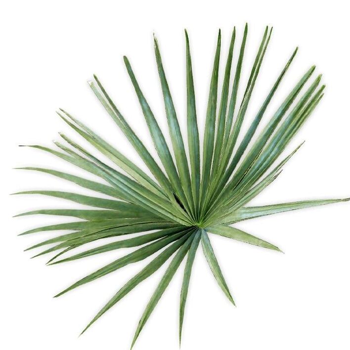 Saw palmetto - composição UltraMax Testo Enhancer